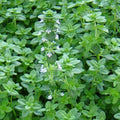 Common Thyme Seeds 1000+ Herb Groundcover Perennial Thymus vulgaris, German Winter Variety, Culinary Herb, Free Shipping