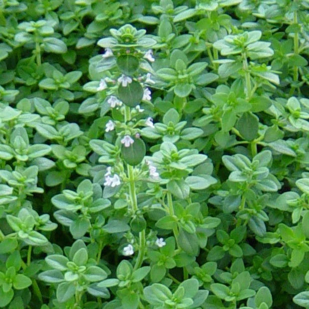 Common Thyme Seeds 1000+ Herb Groundcover Perennial Thymus vulgaris, German Winter Variety, Culinary Herb, Free Shipping