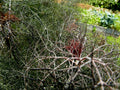 Bronze Fennel Seeds 100 Pack - Foeniculum vulgare 'Purpureum' Dark Purple Fern-Like Foliage Herb
