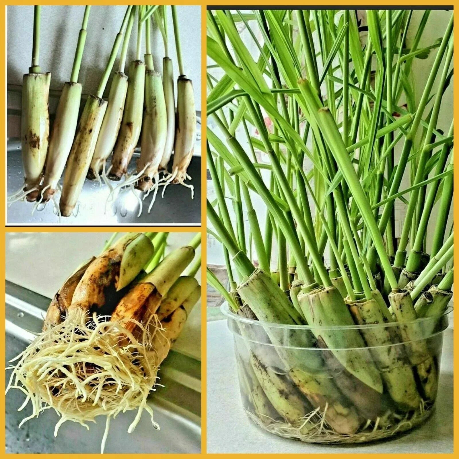 Lemongrass Stalks - 5 Count - Cymbopogon Citronella - Natural Mosquito Repellent