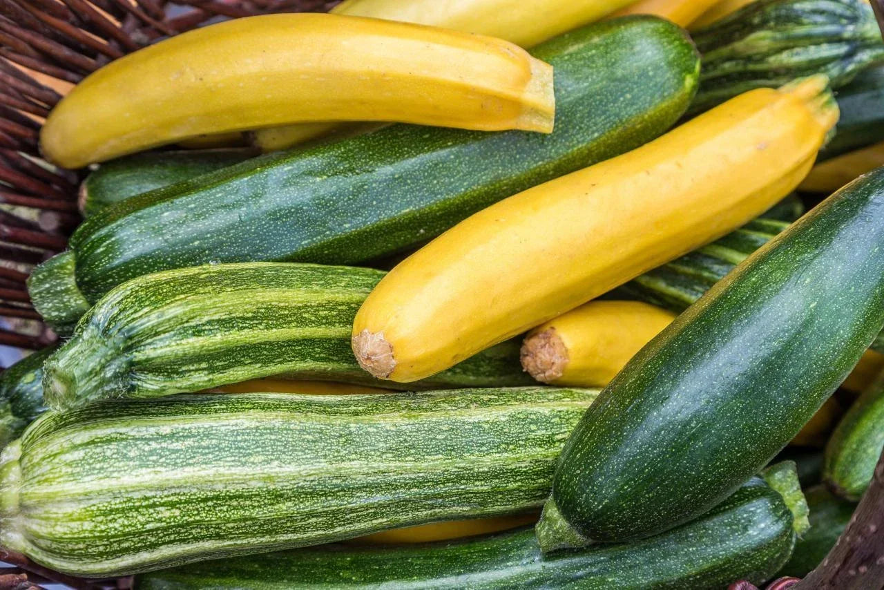 Zucchini Seeds Mixture - Organic Cucurbita pepo Varieties for Gardening - Non-GMO, High Germination Rate