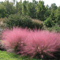 Pink Muhly Grass in 4" Pot, Muhlenbergia capillaris, Ornamental Drought-Tolerant Plant with Pinkish-Red Blooms