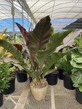 Anthurium sect. Pachyneurium Starter Plant - Small Well-Rooted Big Red Bird Indoor Houseplant