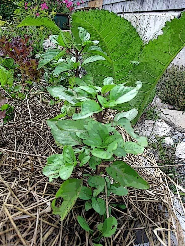 Thai Basil Seeds - 100 Pack - Gourmet Culinary Herb - Ocimum basilicum var. thyrsiflora