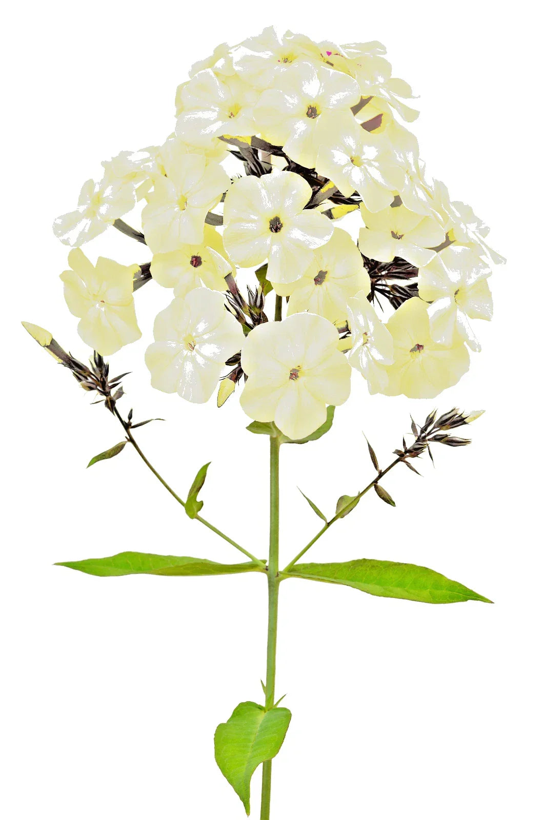 Phlox Flower Seeds 200+ Count Yellow Ground Cover Annual Perennial Phlox paniculata