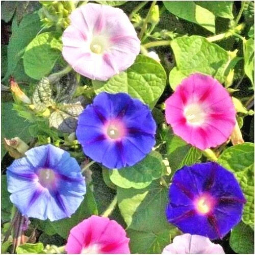 Morning Glory Flower Seeds Mix - Climbing Vine Seeds for Container Gardening - Ipomoea spp.