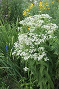 Tall Boneset Seeds - Eupatorium altissimum Native Wildflower, Pollinator Friendly, 300+ Premium Seeds for Native Gardens