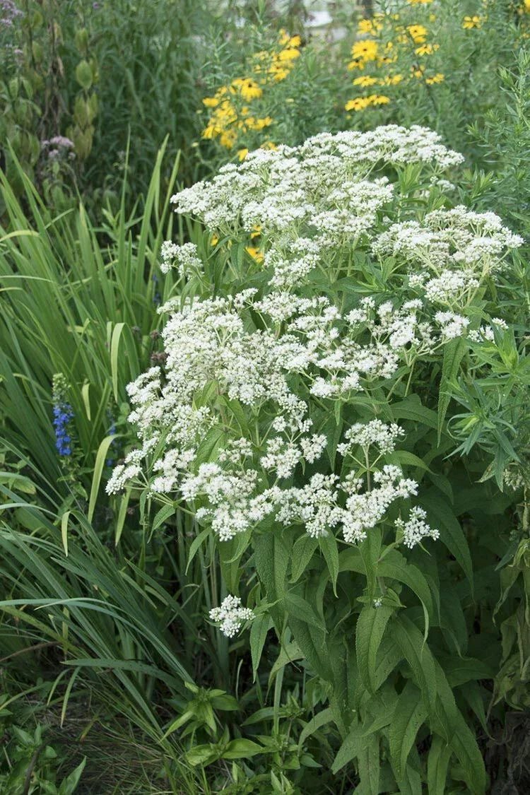 Tall Boneset Seeds - Eupatorium altissimum Native Wildflower, Pollinator Friendly, 300+ Premium Seeds for Native Gardens