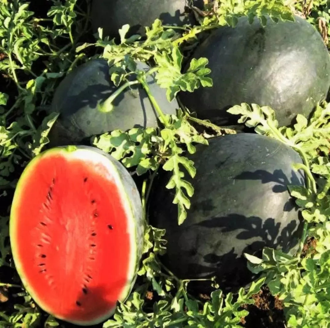 Giant Black Diamond Watermelon Seeds - Heirloom Organic Citrullus lanatus - High Yield 30-50 lbs, Vining, Pack of 30+ Seeds