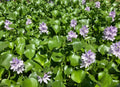 Water Hyacinth Pond Plants, Floating Live Aquatic Plants, Eichhornia crassipes, Natural Algaecide, 15 Medium