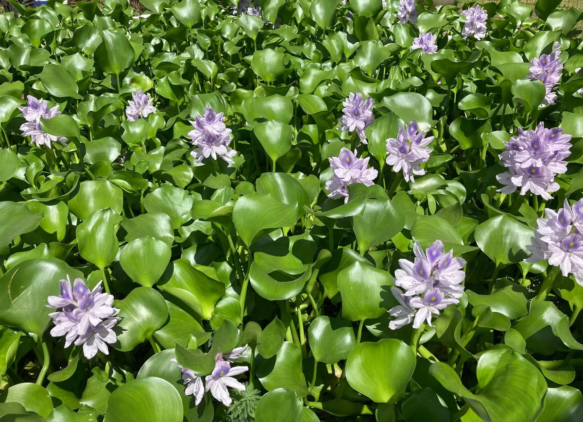 Water Hyacinth Pond Plants, Floating Live Aquatic Plants, Eichhornia crassipes, Natural Algaecide, 15 Medium