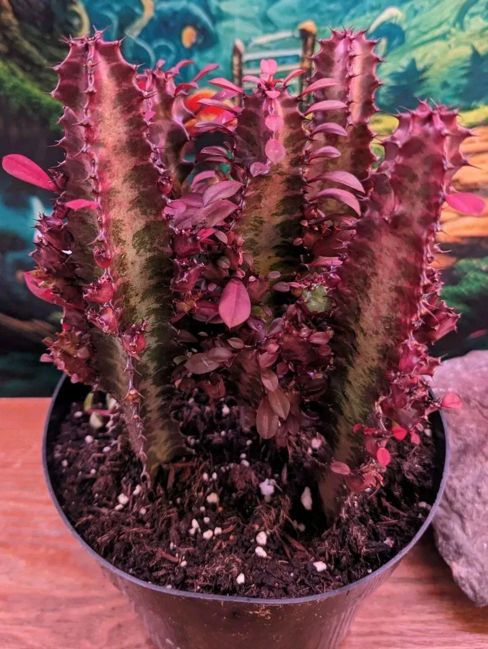 Euphorbia Royal Red Trigona Cuttings Succulent Cacti 4-6" - Red Foliage, Drought Tolerant