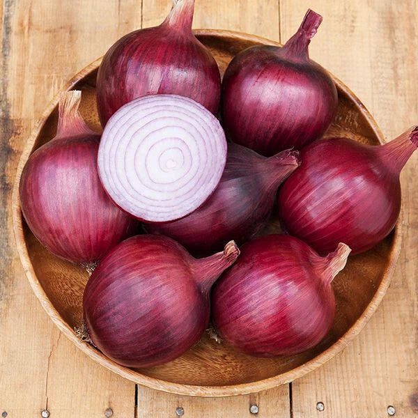 Redwing Onion Seeds 500+ Count Heirloom Allium cepa Vegetable Seeds for Garden, Backyard, Home Growing