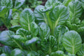 Tatsoi Seeds - 200+ Pack - Chinese Mustard Spinach - Brassica rapa subsp. narinosa - Leafy Green Vegetable