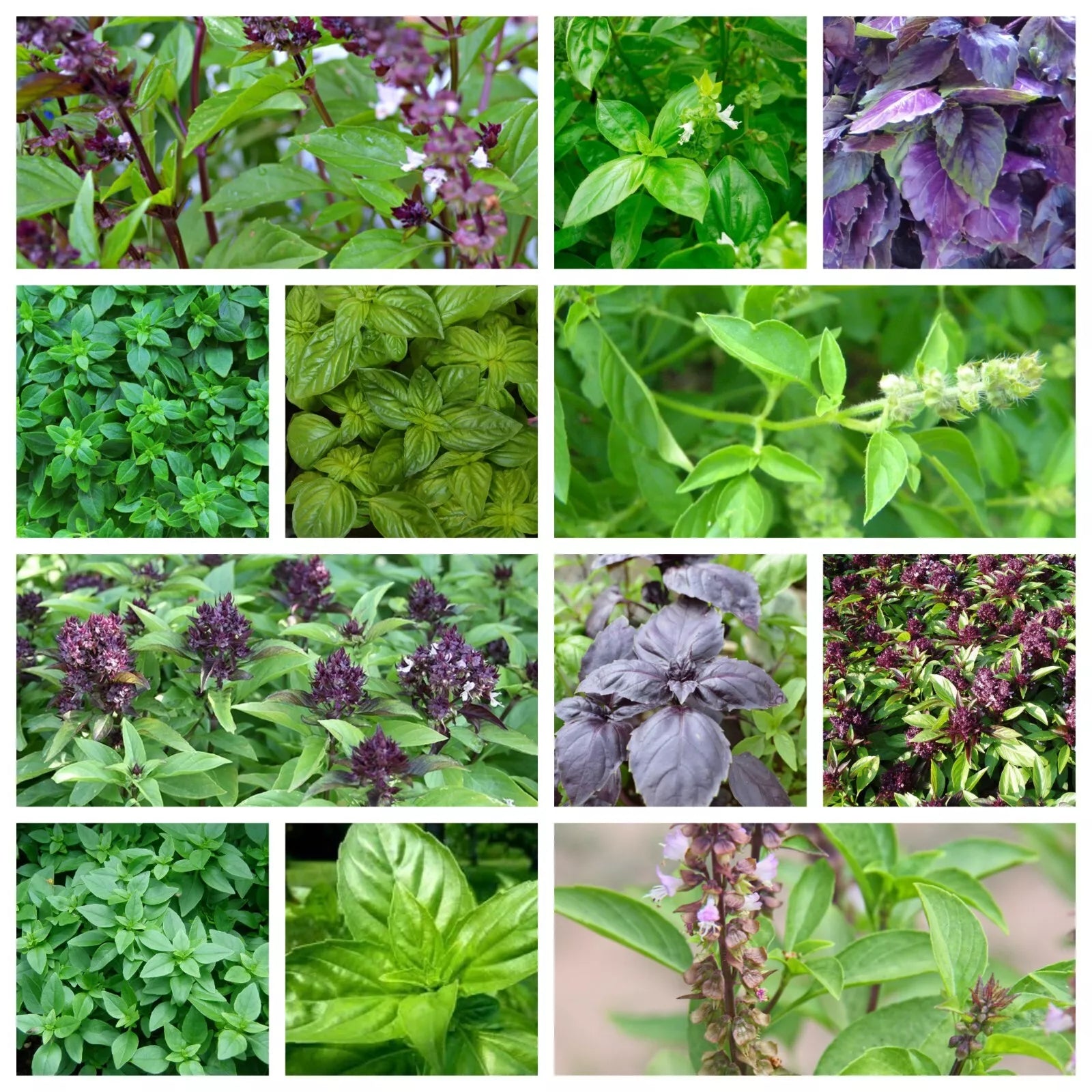 Organic Basil Seeds Collection - 12 Heirloom Varieties, Non-GMO, Ocimum basilicum for Culinary & Garden Use