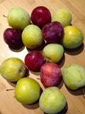 Japanese Red & Yellow Plum Cuttings, European Large Delicious Fruit, Prunus salicina & Prunus domestica, Propagation Set