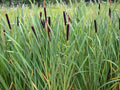 Cattail Seeds 2000 Count Typha latifolia Wetland Water Garden Native Plant