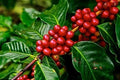 Arabica Coffee Tree Seeds - 5 Pack - Indoor Exotic Houseplant - Coffea arabica