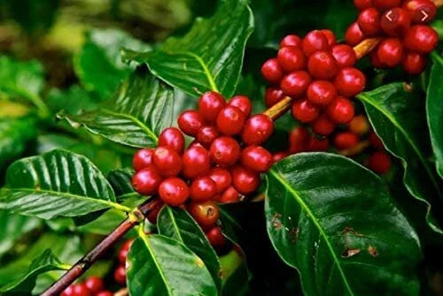 Arabica Coffee Tree Seeds - 5 Pack - Indoor Exotic Houseplant - Coffea arabica