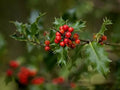 English Holly Seeds - 10 Open Pollinated Ilex aquifolium for Gardening, Ornamental Hedge, Evergreen Plant