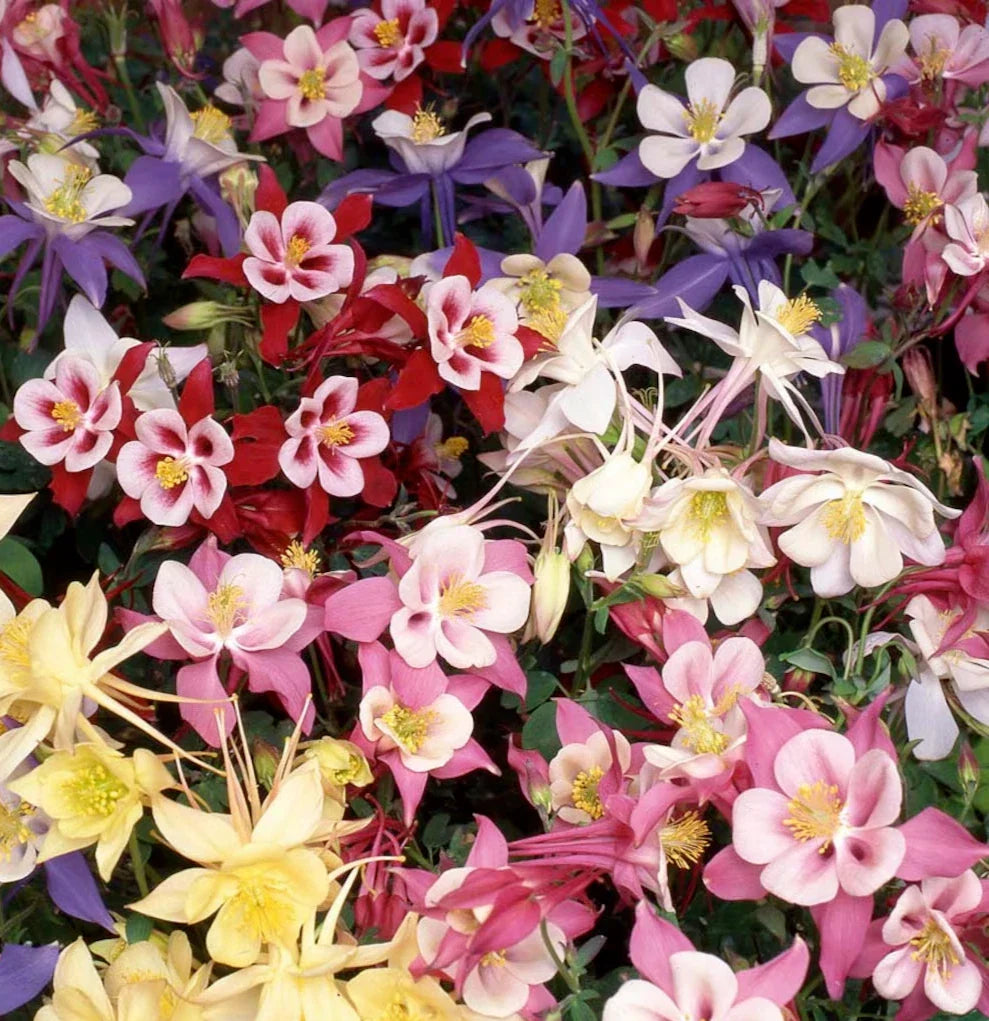 Dwarf Columbine Mix Seeds 200+ Perennial Flowers Aquilegia vulgaris for Borders & Containers