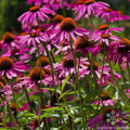 Pink Coneflower Seeds - Rudbeckia - 200+ Seeds for Garden Planting - Attracts Pollinators - Full Sun to Partial Shade