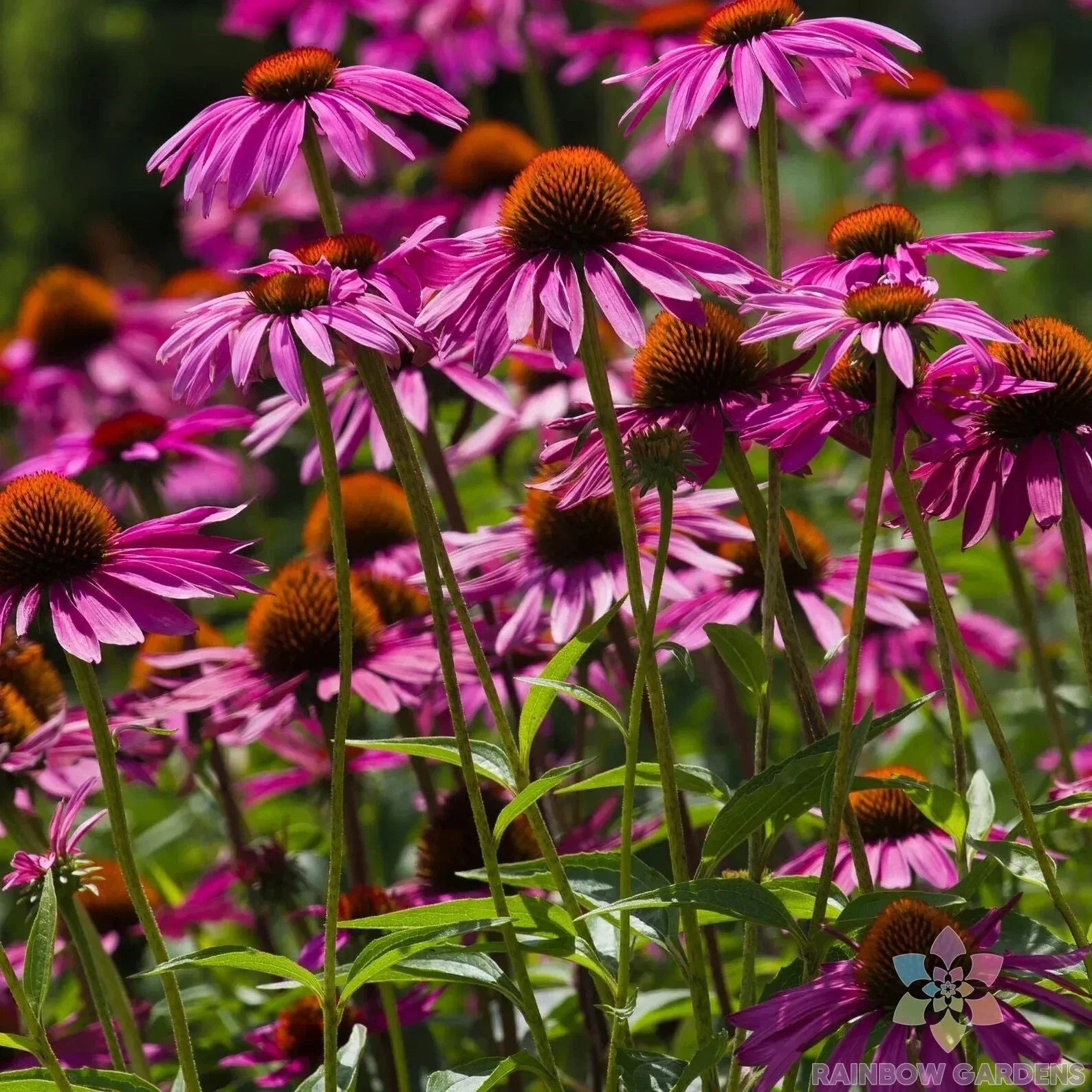 Pink Coneflower Seeds - Rudbeckia - 200+ Seeds for Garden Planting - Attracts Pollinators - Full Sun to Partial Shade