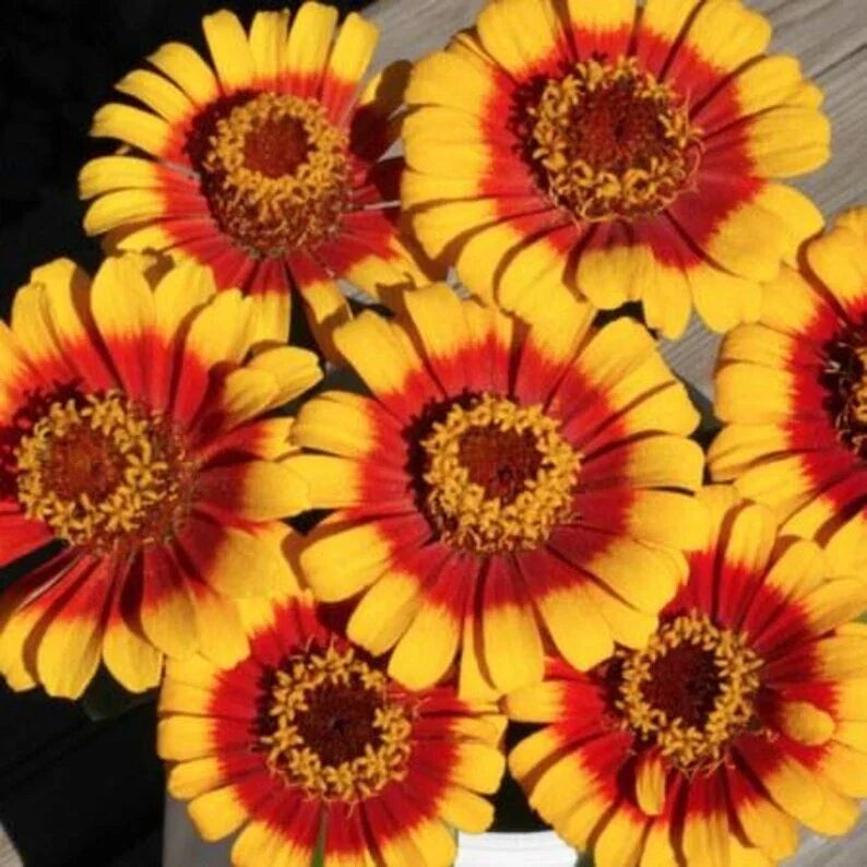 Organic Zinnia Seeds - Sombrero Variety, Colorful Garden Flowers, Zinnia elegans, Annual for Borders & Containers