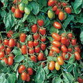 Juliet Tomato Seeds F1 Hybrid Non-GMO Heirloom Variety Lycopersicon esculentum Seed Pack of 25