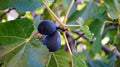 LSU Purple Fig Seeds – Organic Ficus carica for Garden Planting, 100+ Seeds, Juicy Fruit, Easy to Grow, USA
