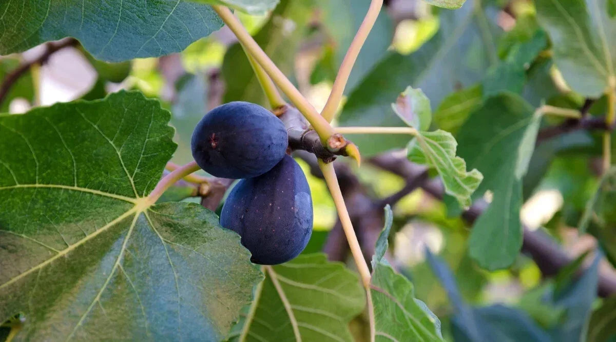 LSU Purple Fig Seeds – Organic Ficus carica for Garden Planting, 100+ Seeds, Juicy Fruit, Easy to Grow, USA
