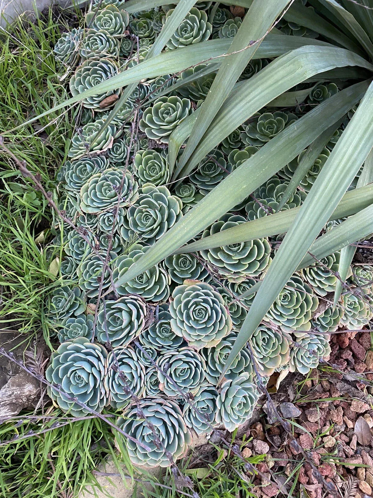 Echeveria Secunda Succulent Cuttings Pack - 3 Inch Wide Rosette Varieties, Drought-Tolerant, Indoor & Outdoor Gardening