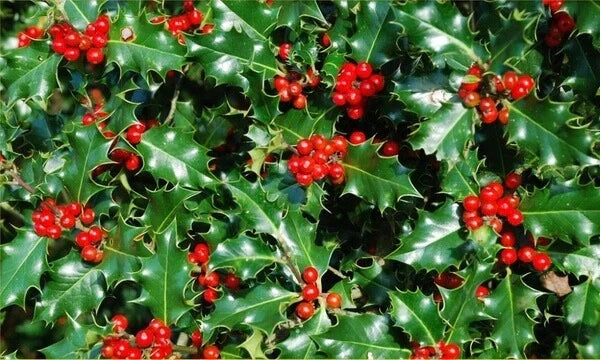 American Holly Seeds - 20 Pack Ilex opaca Evergreen Shrubs for Landscaping & Wildlife Attracts Birds