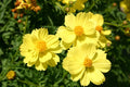 Yellow Tall Cosmos Seeds - 90 Premium Cosmos sulphureus Flower Seeds for Bright Garden Display
