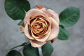 Cappuccino Rose Cuttings - 3 Rooting Grafting Cuttings Rosa 'Cappuccino' Coffee-Hued Blooms