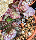 Succulent Plant Adromischus Maculatus 'Chocolate Drop' Calico Hearts, Grey-Green Oval Leaves, Purple Spots, Indoor/Outdoor