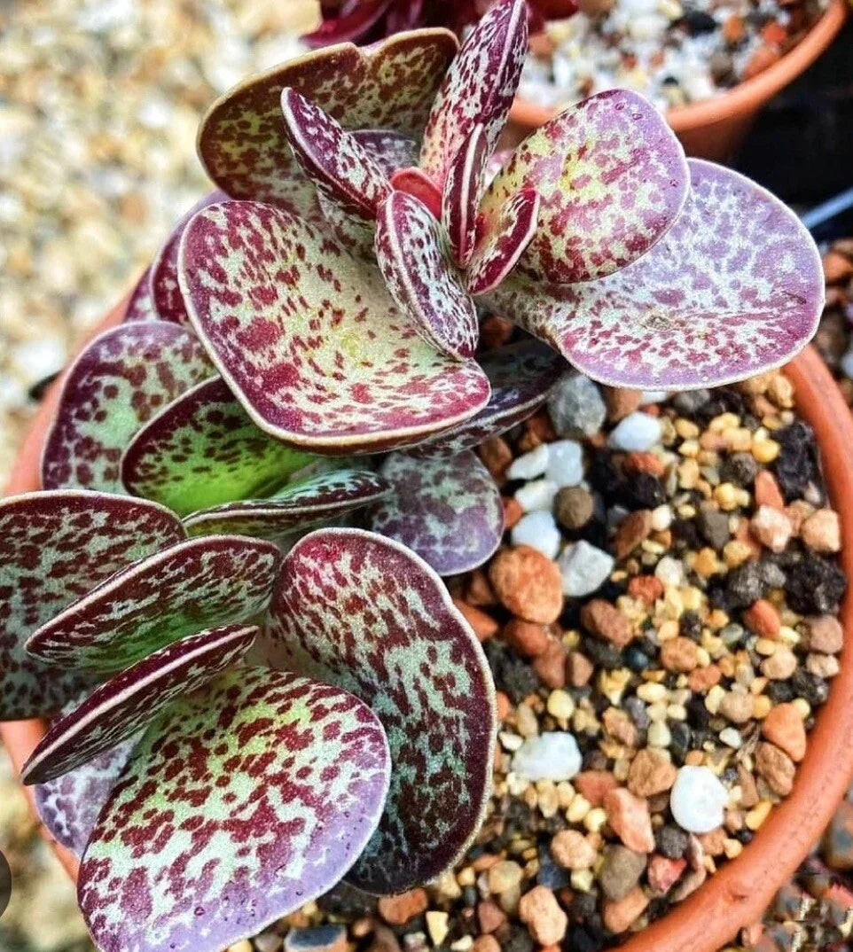 Succulent Plant Adromischus Maculatus 'Chocolate Drop' Calico Hearts, Grey-Green Oval Leaves, Purple Spots, Indoor/Outdoor