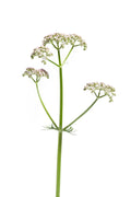Valerian Seeds 50 Pack | Perennial Medicinal Herb for Sleep | Valeriana Officinalis