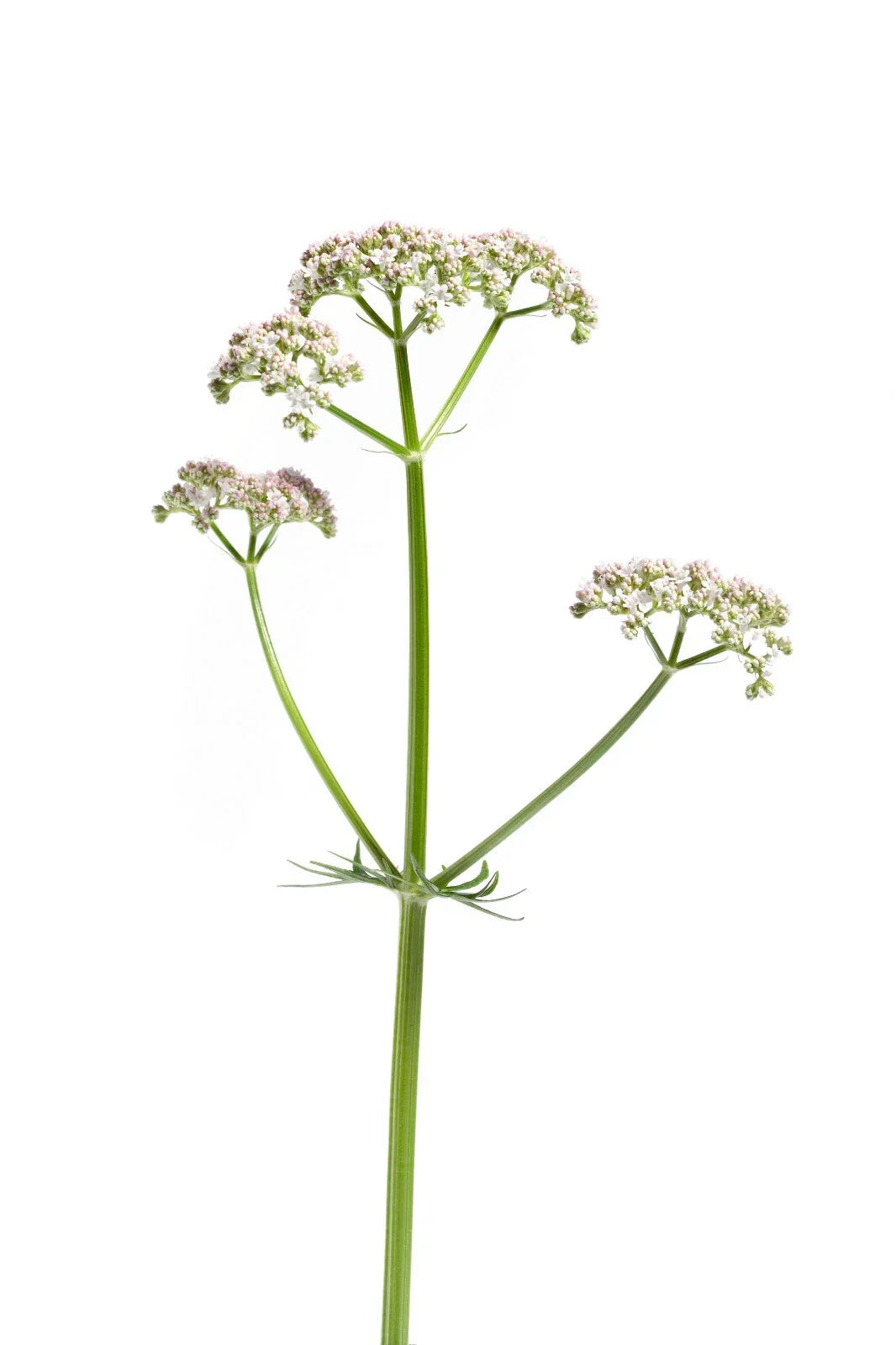 Valerian Seeds 50 Pack | Perennial Medicinal Herb for Sleep | Valeriana Officinalis