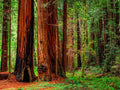 Redwood Coastal California Tree Seeds – Sequoiadendron sempervirens – 15 Pack for Gardening & Landscaping
