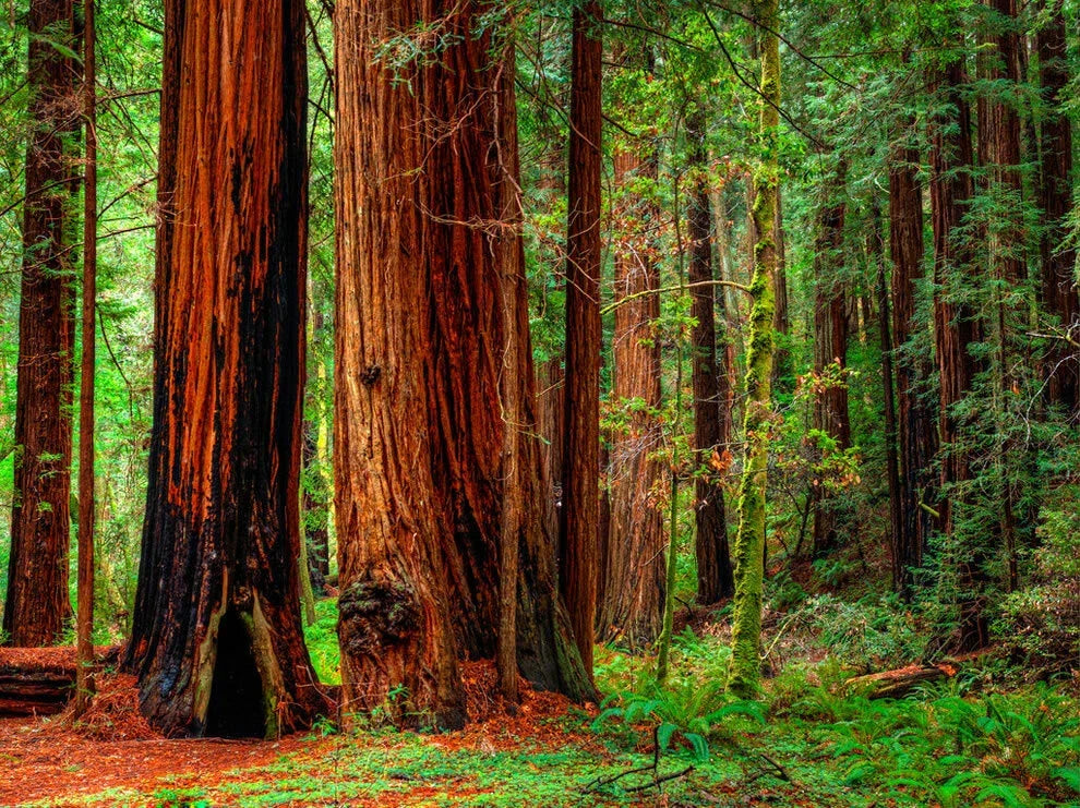 Redwood Coastal California Tree Seeds – Sequoiadendron sempervirens – 15 Pack for Gardening & Landscaping