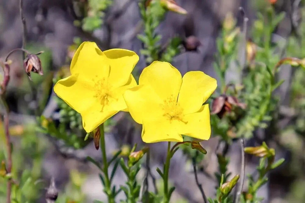 Dwarf Creeping Rock Rose Seeds - 50 Pack, Ground Cover, Yellow Blooms, Drought Tolerant, Fumana procumbens