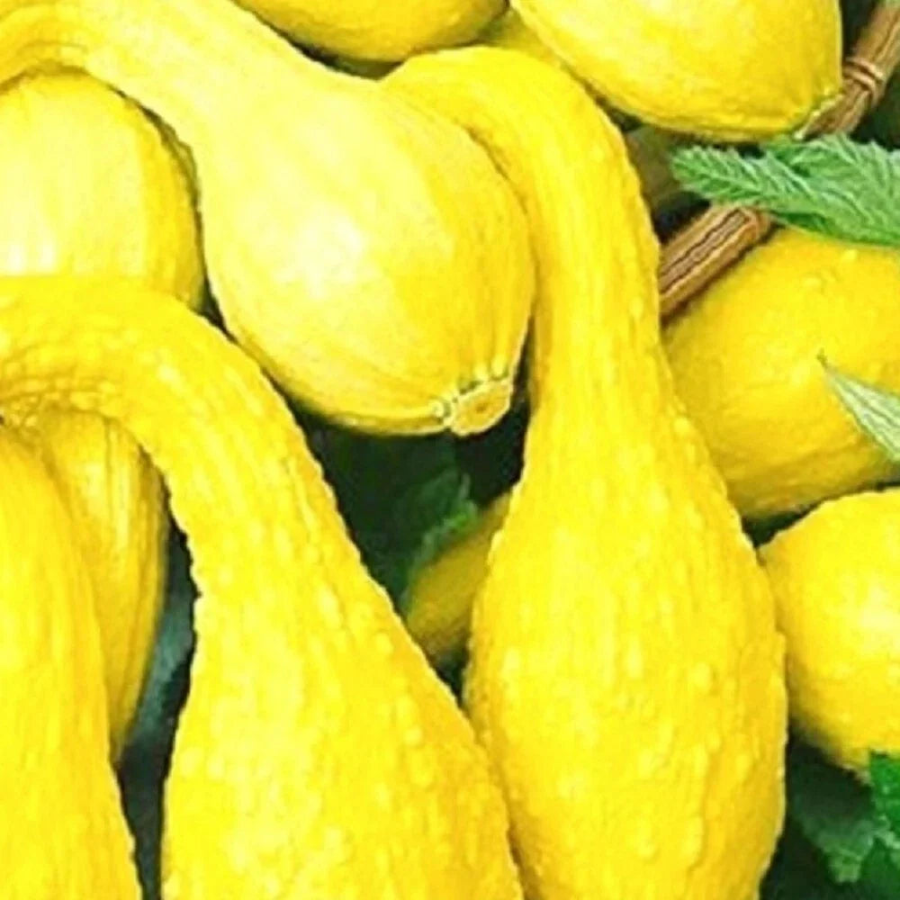 Crookneck Yellow Squash Seeds - Non-GMO Heirloom Organic Vegetable Seeds Cucurbita pepo, Compact Bush Plant, 25 Seeds