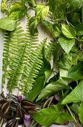 Rooted Plant Cuttings 40 Count | Assorted Varieties for Gardening & Propagation | Indoor & Outdoor Plants