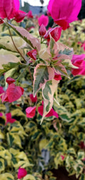 Bougainvillea Cuttings - Variegated Raspberry Ice Plant - Climbing Vine Propagation - Bougainvillea spp.