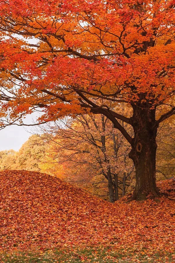 Maple Seedling Trees - 2 Pack - Fast Growing Shade Trees with Vibrant Fall Foliage - Acer spp.