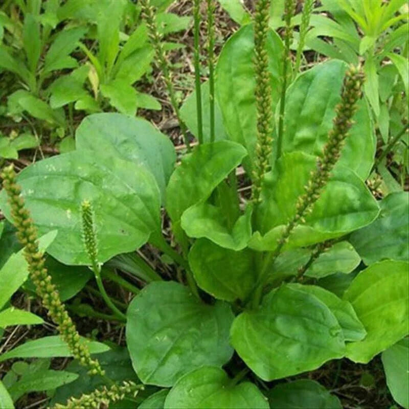 Plantago Major Bare Root Plants – Broadleaf Plantain, 3 PCs, Live Perennials for Garden, Medicinal & Erosion Control