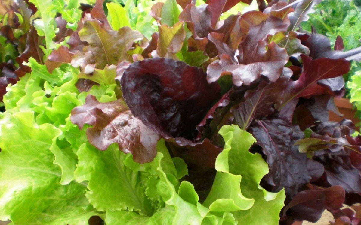 Gourmet Salad Blend Lettuce Seeds – Over 500 Non-GMO Vegetable Garden Seeds for Home Growing, Lactuca sativa