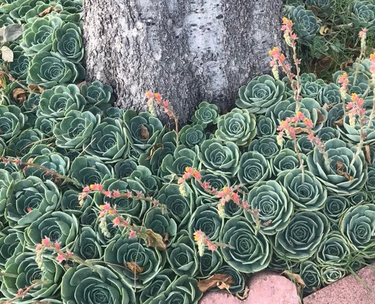 Echeveria Secunda Succulent Cuttings Pack - Lot of 5, 3-Inch Wide Rosettes, Low Maintenance, Indoor & Outdoor Plant