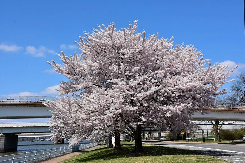 Akebono Flowering Cherry Tree Live Starter Plant - Prunus x yedoensis Soft Pink Flowers, 6+ Inches